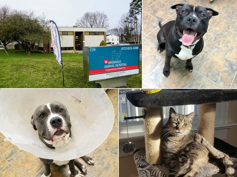 Denville Animal Hospital