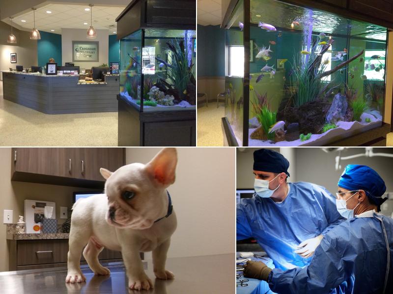 Nexus Veterinary Specialists