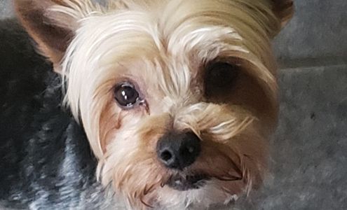 Hawthorne Animal Clinic 903 E 4th St, Mt Vernon Indiana 47620