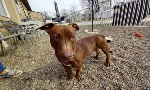 Gallatin Co Veterinary Services 14401 IL-1, Ridgway Illinois 62979