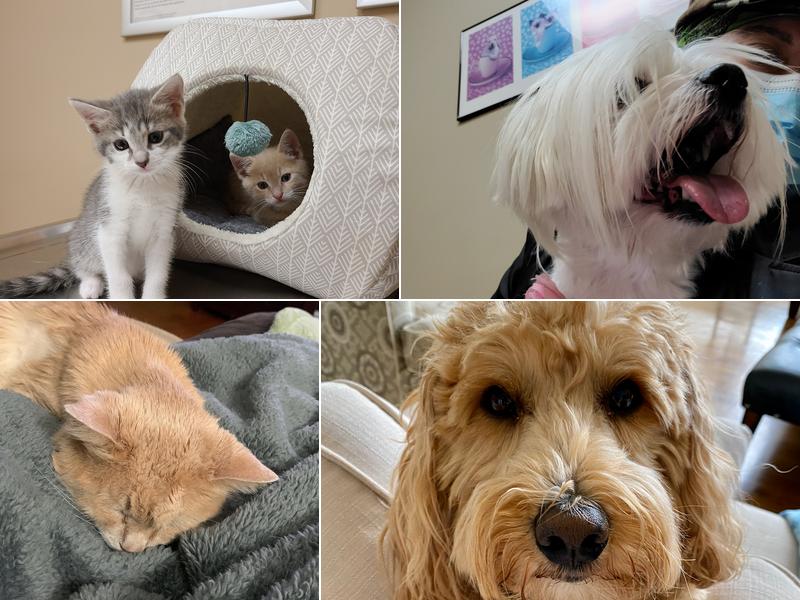 Elizabethtown Animal Hospital Inc