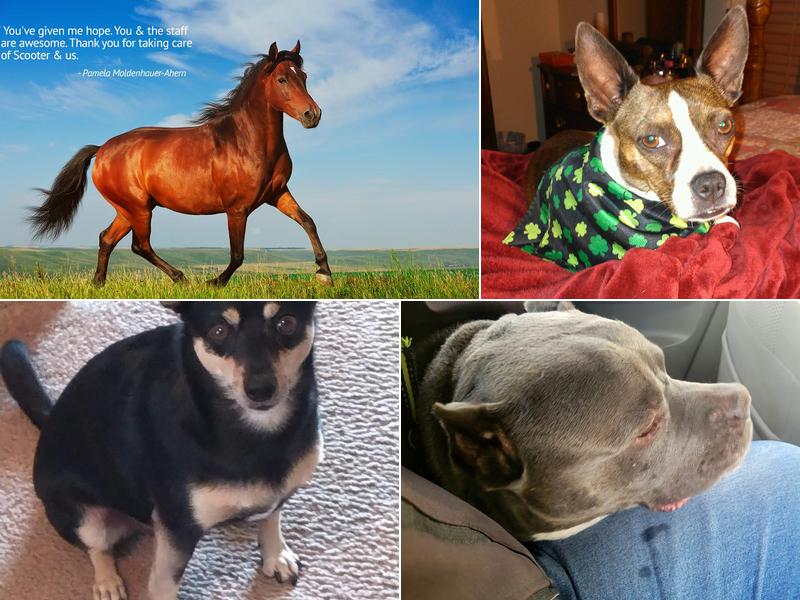 Lampasas Veterinary Clinic