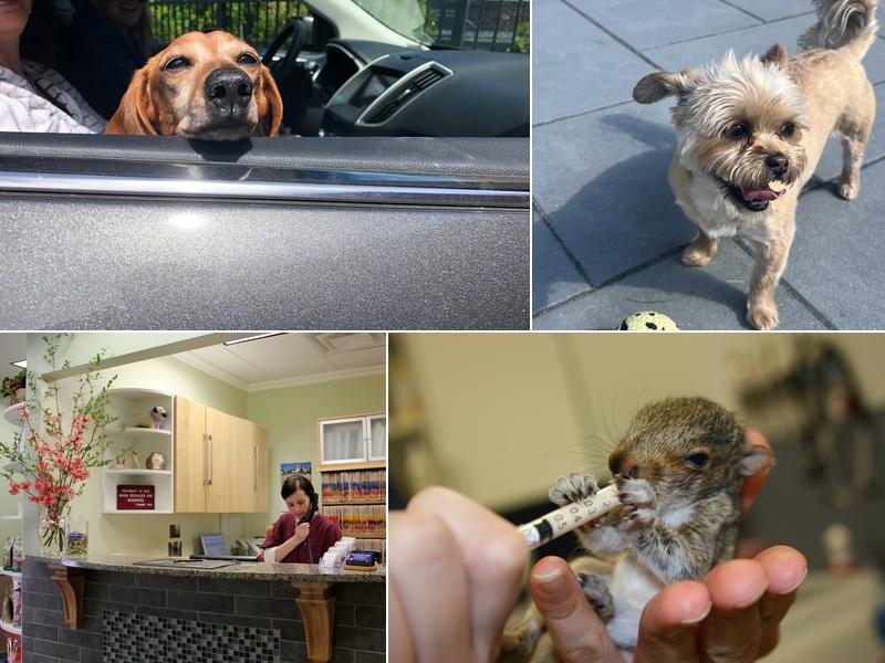 Allendale Veterinary Hospital