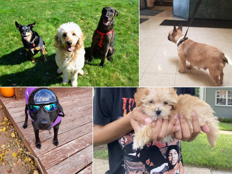 Main Street Veterinary Hospital