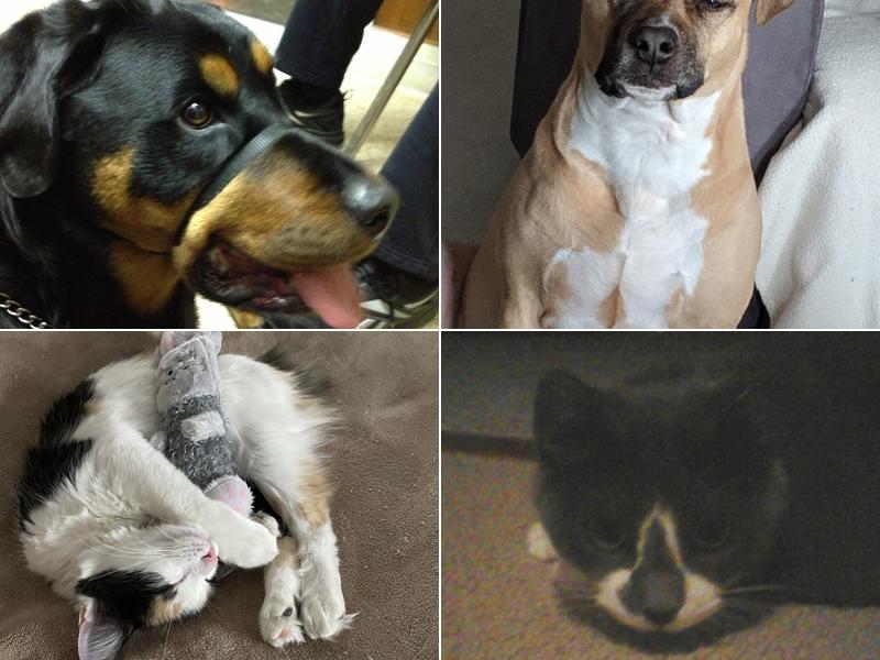 Route 140 Veterinary Hospital, Inc.