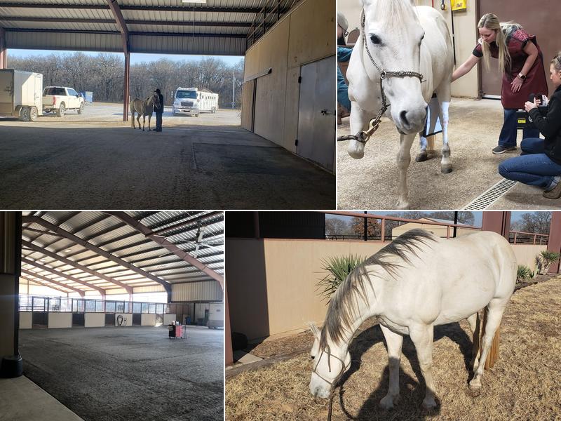 Performance Equine Associates