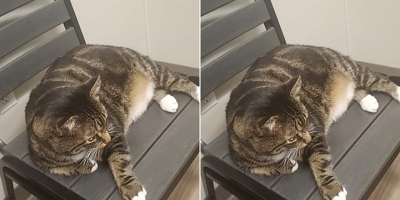 Dr. Badger. DVM, CVC, CVA