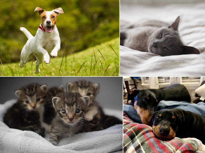 Johnsen Veterinary Services