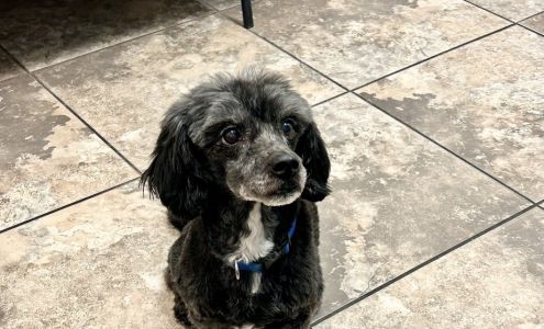 Vista Hills Animal Hospital: Garcia Priscilla DVM