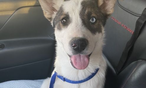 El Paso Animal Emergency Center