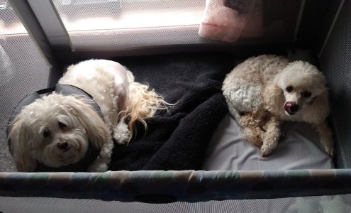 Sun City Veterinary Surgery Center