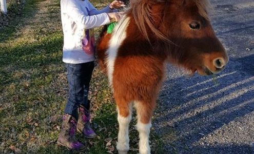 Mobile Veterinary Services Millsap