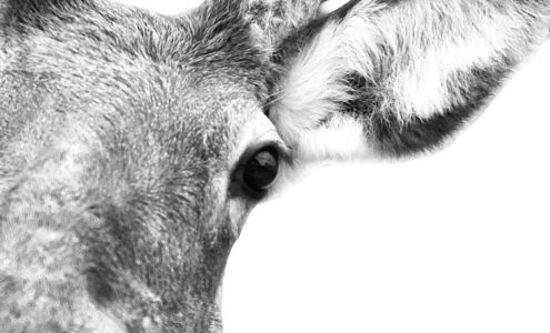 Mid-Texas Veterinary Associates, PC 550 Co Rd 230, Gustine Texas 76455