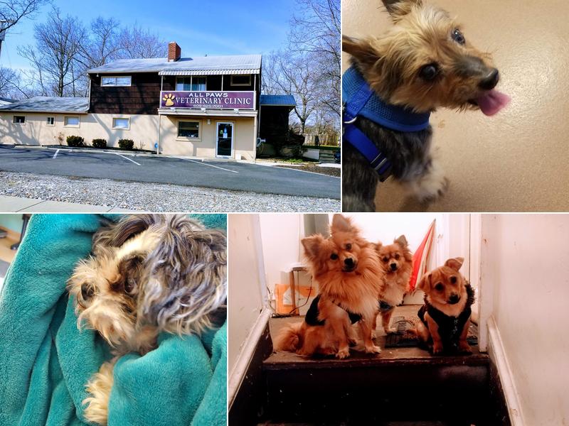 All Paws Veterinary Clinic