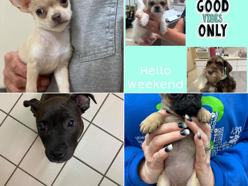 Stacey Hutchison - Midway Veterinary Hospital