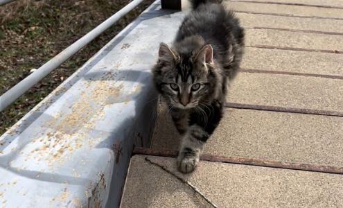 Massey Animal Clinic Windsor