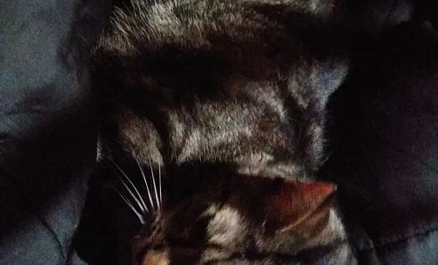 Animal Clinic of Liberty 651 Whipp Ave, Liberty Kentucky 42539