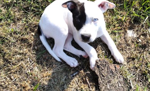 Morristown Animal Hospital Morristown