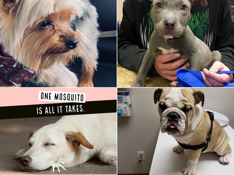 World of Animals at Mayfair Veterinary Hospital