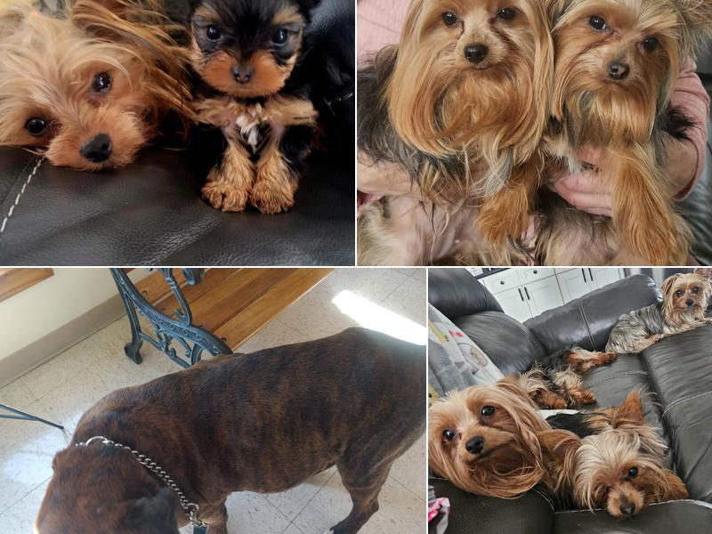 Russell Veterinary Services