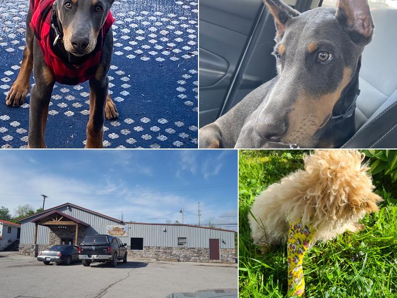 Noah's Ark Animal Hospital