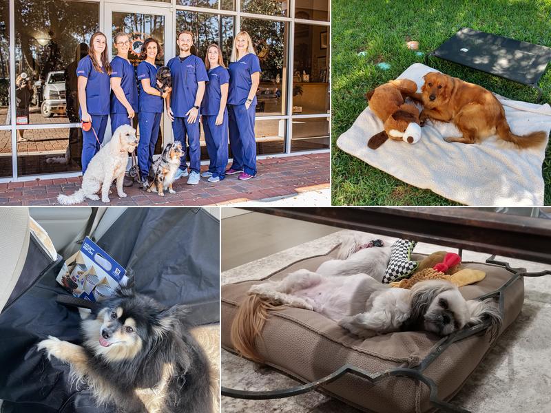 Animal Wellness Center