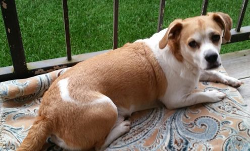 Marcello Veterinary Hospital Houma