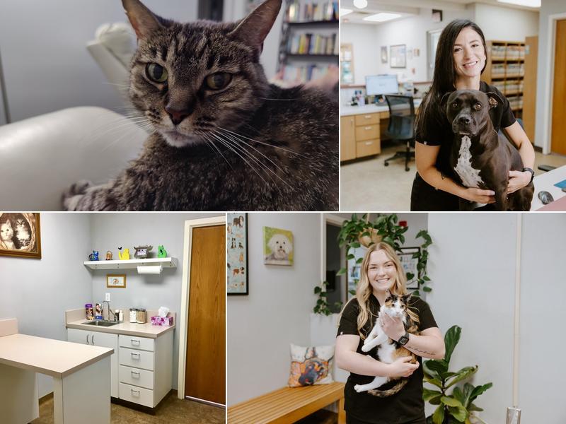 Arlington South Veterinary Hospital