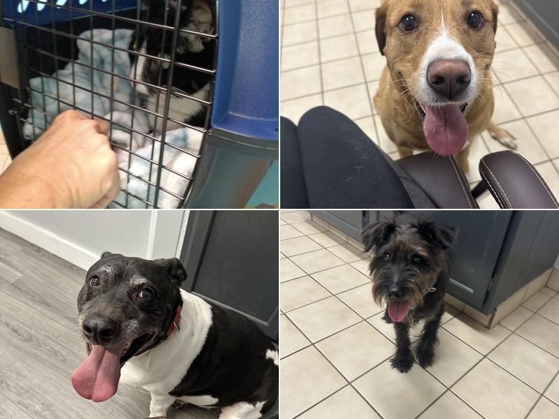 Hancock Animal Clinic