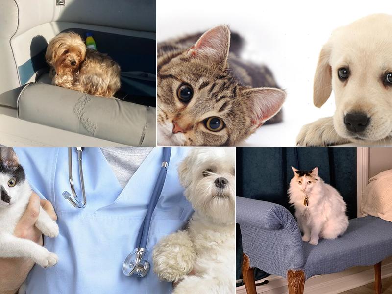 Pearl River Veterinary Hospital