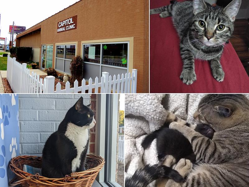 Capitol Animal Clinic PC