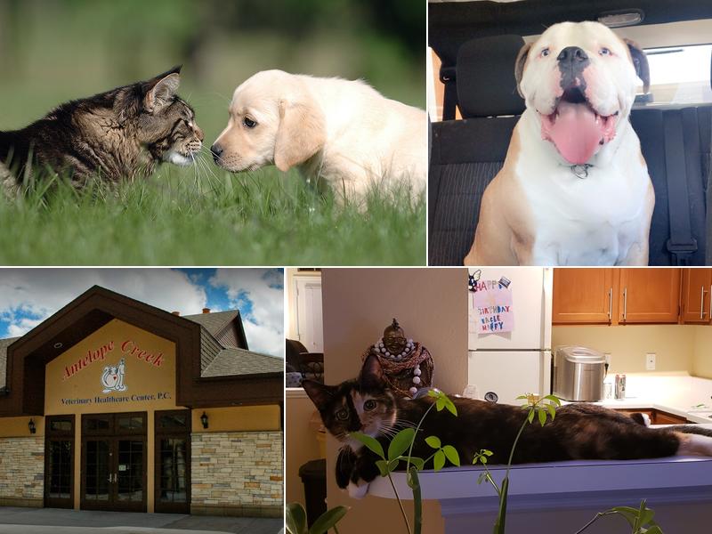 Antelope Creek Veterinary Healthcare Center