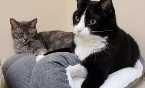 Veterinary Emergency Services