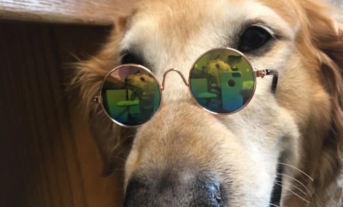 Vintage Heights Veterinary Hospital