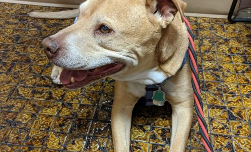 Northeast Animal Hospital Las Vegas