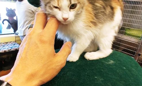 Caring Hands Animal Hospital