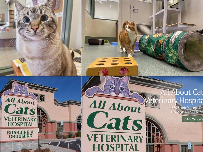 All About Cats Veterinary Hospital