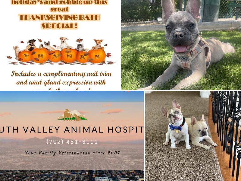 South Valley Animal Hospital