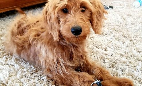 Pebble Maryland Animal Hospital