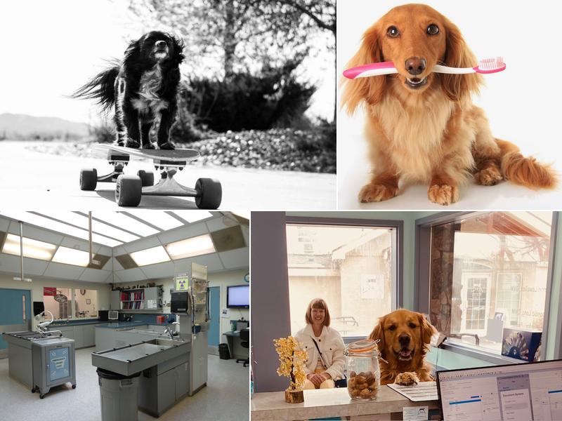 Animal Medical Center of Reno