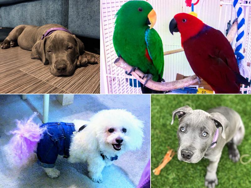 Centennial Hills Animal Hospital