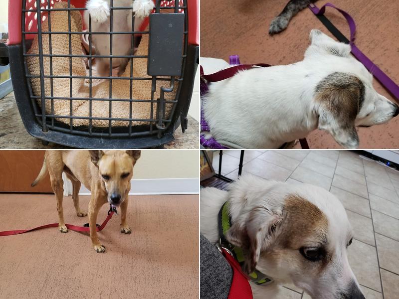 Bayou South Animal Hospital