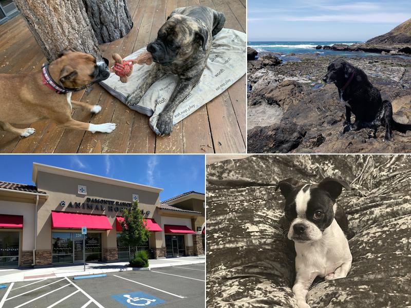 Damonte Ranch Animal Hospital