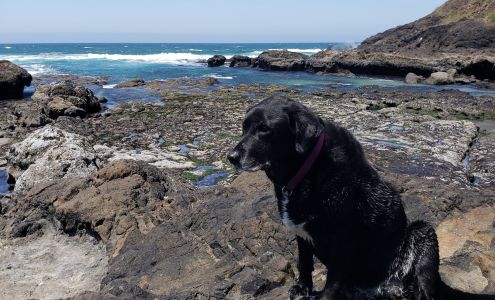 Damonte Ranch Animal Hospital