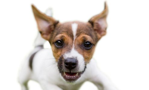 Petroglyph Animal Hospital