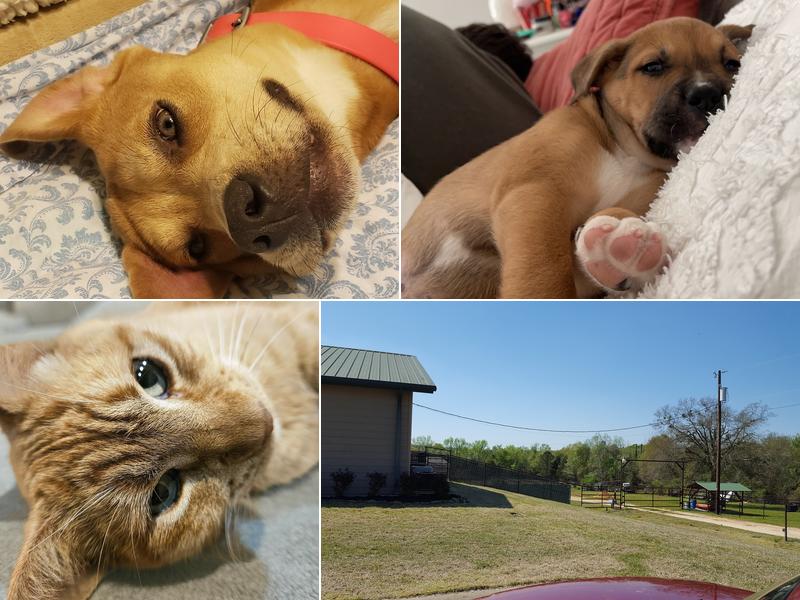 EasTex Veterinary Clinic