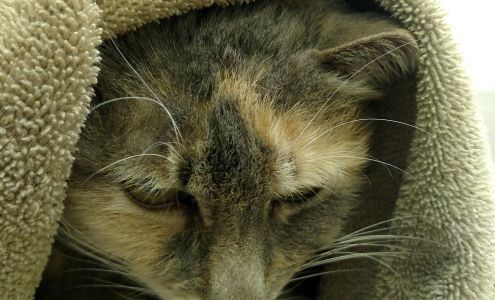 Good Shepherd Animal Clinic: Bingham Linda DVM