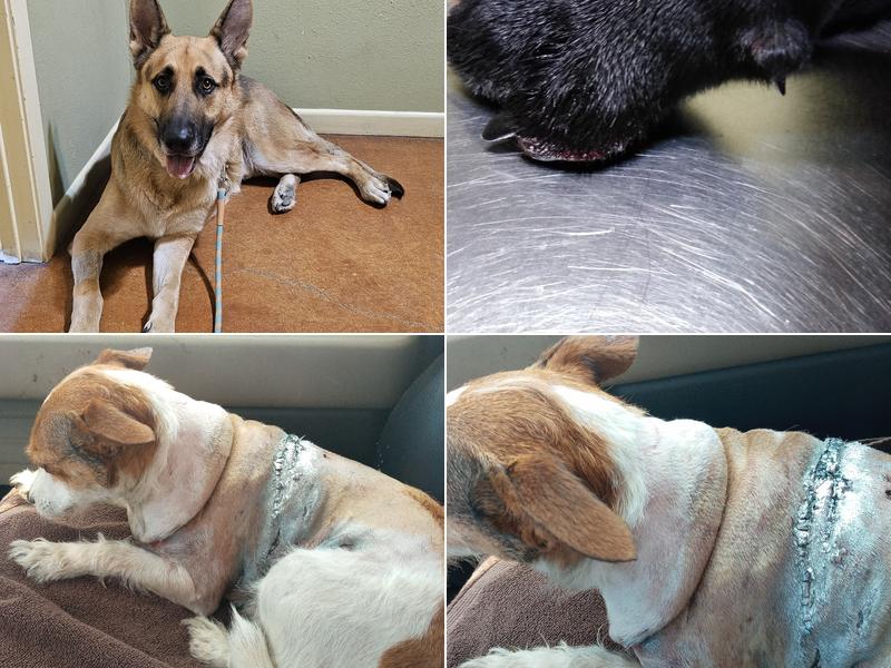 Fritz Speck DVM-Central Texas Veterinary Hospital