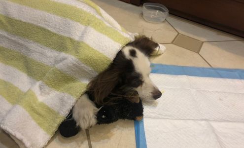 College Garden Animal Hospital: Glaser Linda DVM Roswell