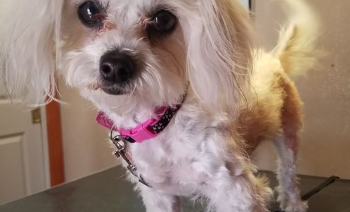 Casa Querencia Animal Health and Consulting Center LLC 1607 Fowler Rd, Roswell New Mexico 88201